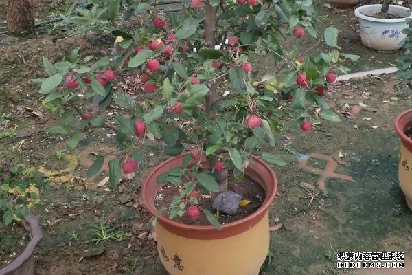貴人果種植要點(diǎn)，附種植管理