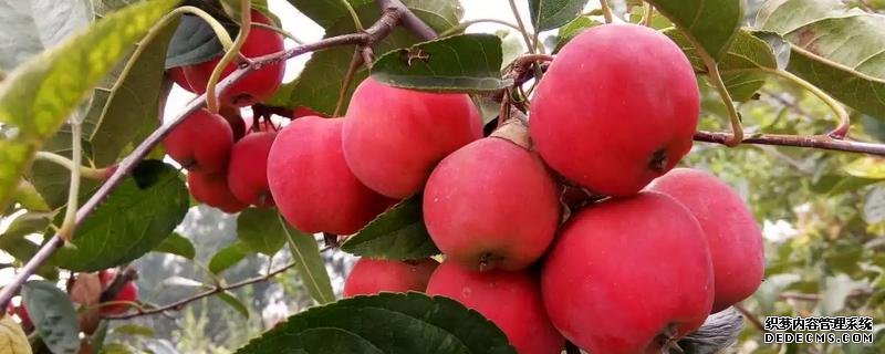 貴人果種植要點(diǎn)，附種植管理技術(shù)