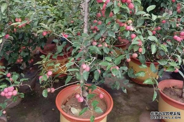 貴人果種植要點(diǎn)，附種植管理