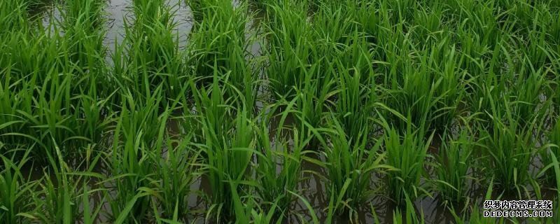 水稻會在幾月幾日進(jìn)入分蘗末期