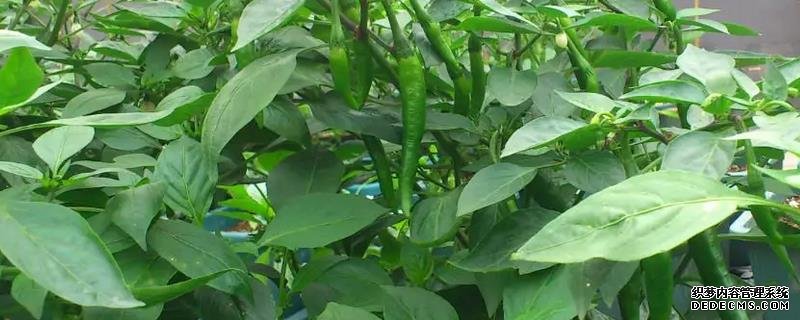 辣椒爛果尖部的原因，附種植管理技術(shù)
